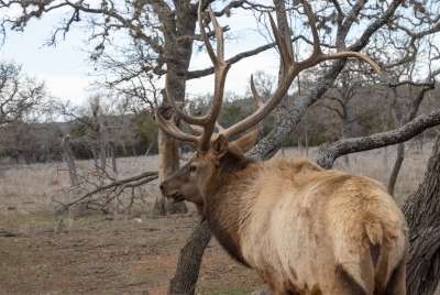 Elk Dec 2019